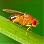 Frisky Fruit Flies Could Help Fight Against Mosquito-Borne Diseases