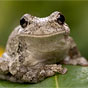 Sequencing of First Frog Genome Sheds Light on Treating Disease