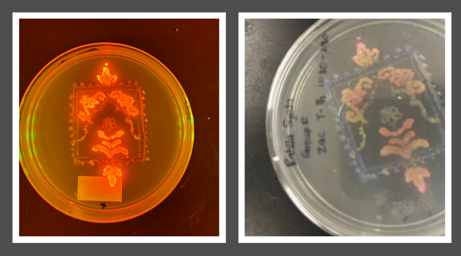 Petri Plate Art